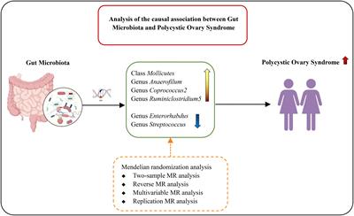 Gut microbiota and polycystic ovary syndrome, focus on genetic associations: a bidirectional Mendelian randomization study